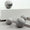 Nuppi DR101 | Marmori | Super White